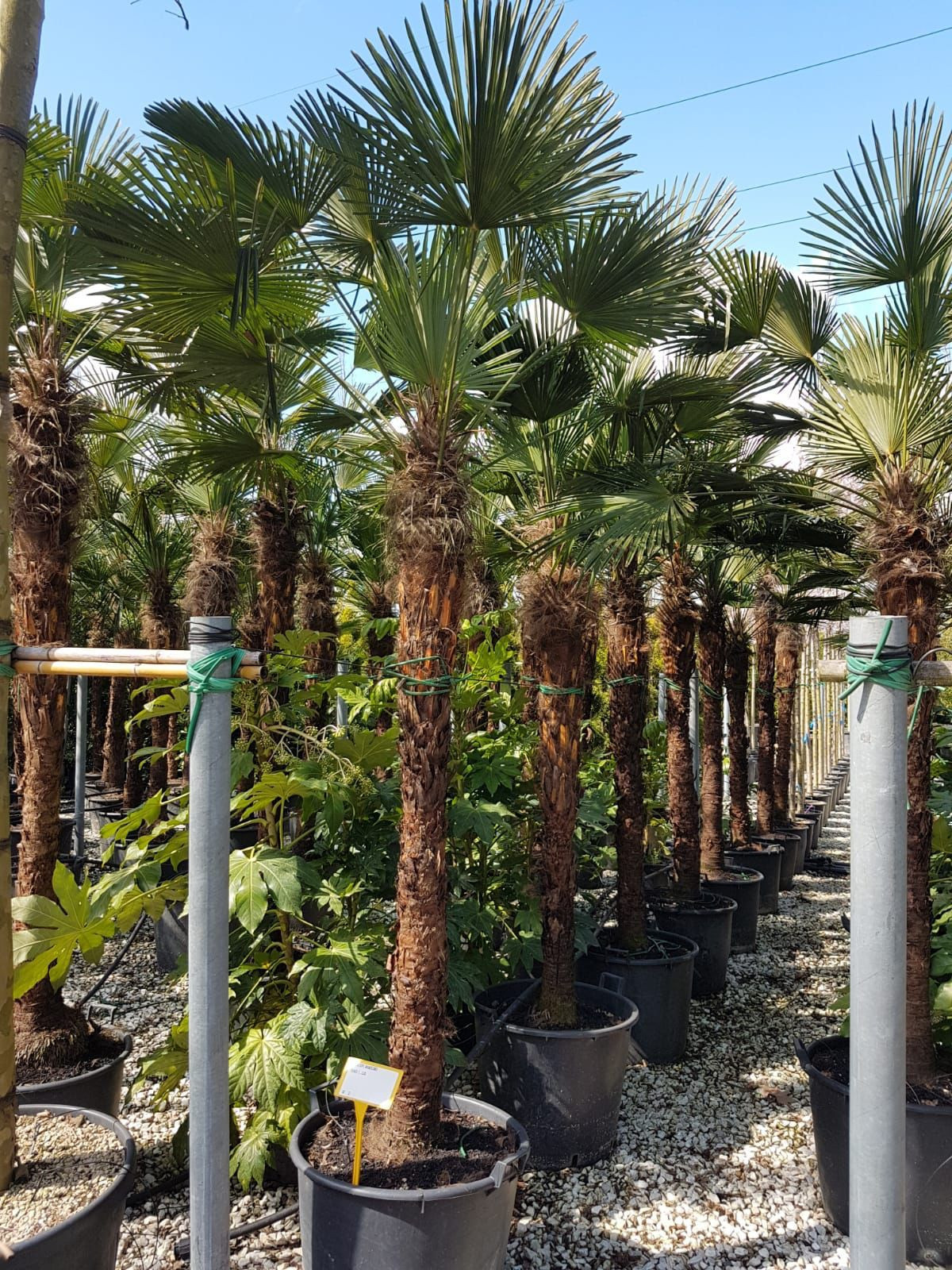 Seagrave Nurseries - Trachycarpus Wagnerianus 230cm Trunk (Approx Total 